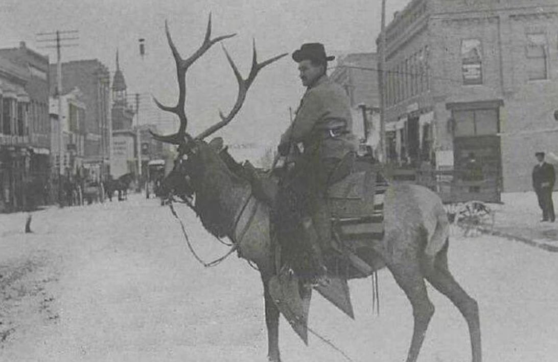 elk riding